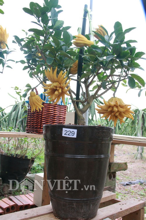 Vào vườn phật thủ bonsai nghìn cây giá bạc triệu vẫn hút khách - 4
Phật thủ bonsai (phật thủ cảnh mini) là loại cây cảnh chơi Tết rất độc đáo và ý nghĩa.