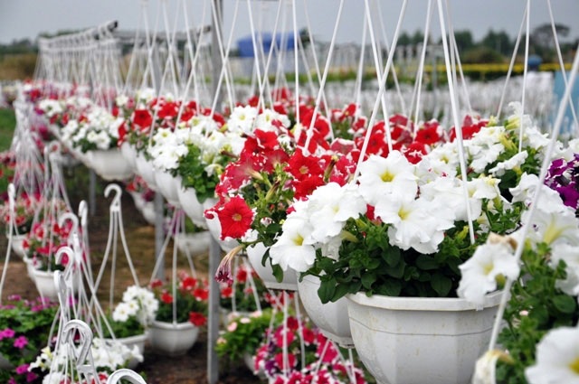 Ảnh: Cánh đồng hoa đẹp như tranh vẽ giữa Sài Gòn - 4 Ảnh: Cánh đồng hoa đẹp như tranh vẽ giữa Sài Gòn - 4