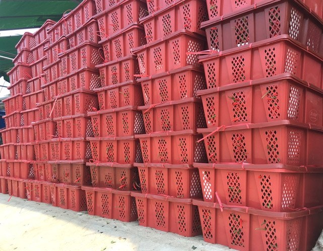 Hơn 40.000 đồng/kg ớt, container nối nhau xuất bán sang Trung Quốc - 4 Hơn 40.000 đồng/kg ớt, container nối nhau xuất bán sang Trung Quốc - 4
