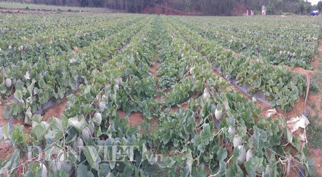 Lão nông U60 tự tin đầu tư trăm triệu trồng dưa ngoại - 4
Toàn cảnh diện tích mà ông Việt trồng đợt đầu tiên.