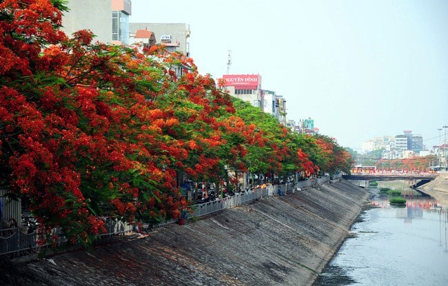 5 loài hoa khiến Hà Nội thơ hơn giữa mùa hạ cháy - 4 5 loài hoa khiến Hà Nội thơ hơn giữa mùa hạ cháy - 4