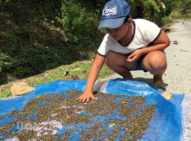 Trái đắng được các đại lý thu mua đem phơi