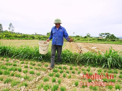 Trồng hẹ cho thu nhập hơn 200 triệu đồng/ha - 4
Hẹ là loại rau không bị sâu ăn và không chịu các loại thuốc hóa chất như thuốc trừ sâu.