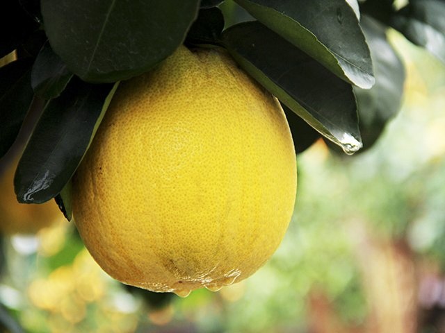 Để có thể giữ được quả, phải chăm sóc rất cẩn thận, những ngày nhiệt độ giảm thấp, phải dùng nước ấm để tưới cho cây.