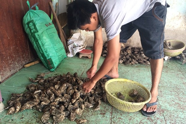 Việc xuất hiện hàu có sán gây hoang mang cho người tiêu dùng gây ảnh hưởng đến nghề nuôi hàu