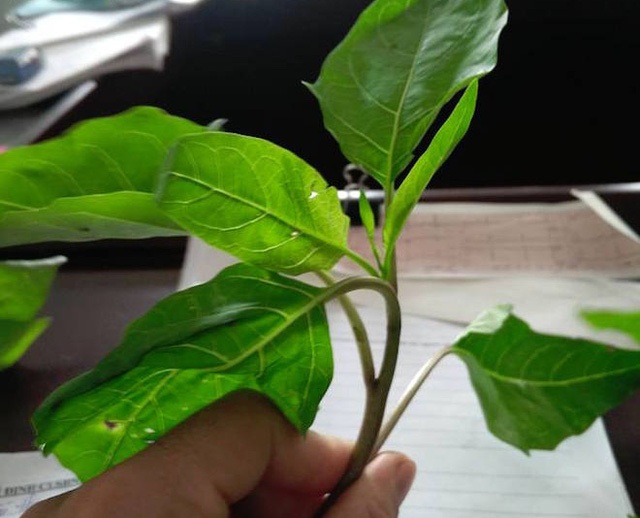 Bất ngờ về loại "rau dền" khiến cả gia đình ăn phải liên tục cười nói, chửi bới - 4 Cận cảnh loài rau lạ mà chuyên gia Đông y khẳng định đây chắc chắn là thương lục. Ảnh: Soha