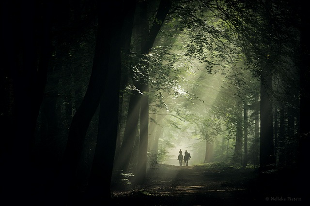 Chiêm ngưỡng vẻ đẹp kỳ ảo của những cánh rừng Hà Lan - 4 Chiêm ngưỡng vẻ đẹp kỳ ảo của những cánh rừng Hà Lan - 4