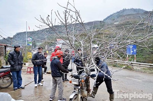 Đào rừng "trang điểm" tuyết Sapa hút khách - 4
Theo một thương lái, giá đào rừng năm nay không cao hơn năm trước. Mỗi cành có giá dao động từ vài trăm nghìn đến vài triệu đồng.
