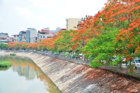 Hà Nội rực rỡ, quyến rũ những sắc hoa tháng Năm vào hạ - 4