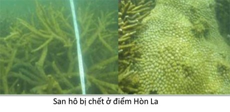 Bộ ảnh đáy biển miền Trung sau sự cố môi trường - 4 Bộ ảnh đáy biển miền Trung sau sự cố môi trường - 4