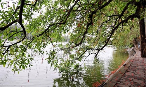 Lộc vừng Hồ Gươm rắc mưa hoa chờ gót son xuống phố - 4 Lộc vừng Hồ Gươm rắc mưa hoa chờ gót son xuống phố - 4