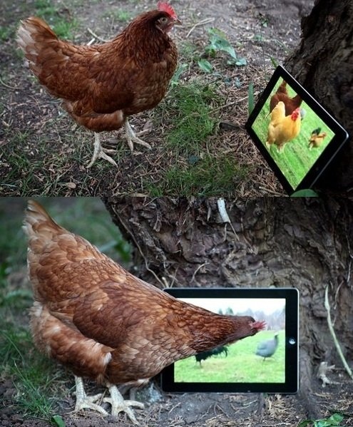 Những giống gà độc nhất vô nhị gây xôn xao - 19 Những giống gà độc nhất vô nhị gây xôn xao - 19