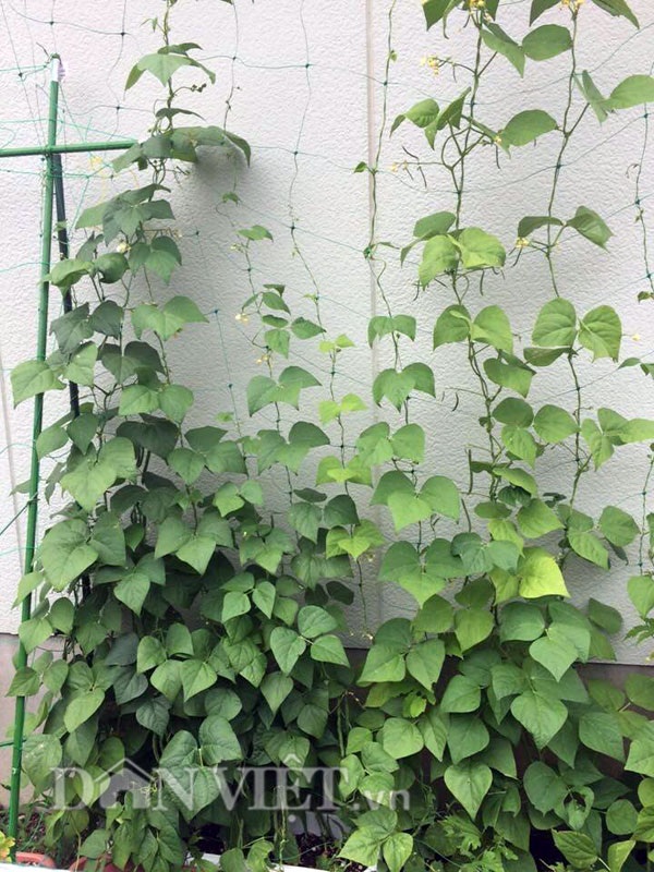 Khu vườn 5m2 "gì cũng có" của nàng dâu Việt xinh đẹp xa xứ - 32 Khu vườn 5m2 "gì cũng có" của nàng dâu Việt xinh đẹp xa xứ - 32