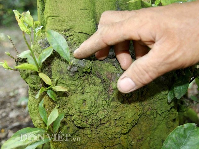 Cả làng mai vàng cổ thụ chơi Tết giá bạc tỷ ngóng... đại gia - 5
Mai của ông Triệu Văn Ẩn có gốc to, da sần sùi – đặc điểm thu hút dân sành về mai