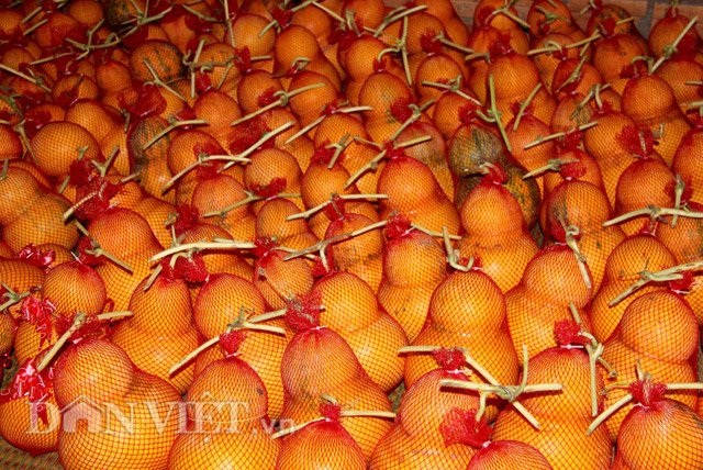 Dưa hấu hồ lô miền Tây: Hiếm hàng vì thời tiết khắc nghiệt - 5
Do thời tiết khắc nghiệt nên vụ dưa hấu Tết này ông Chuông mất khoảng 100 trái dưa tạo hình không thành công