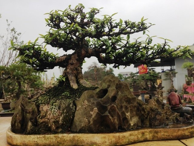 Mê mẩn vườn cây cảnh triệu đô đẹp nhất Hà thành - 5
Tác phẩm mai chiếu thủy bonsai ký đá hàng chục năm tuổi.