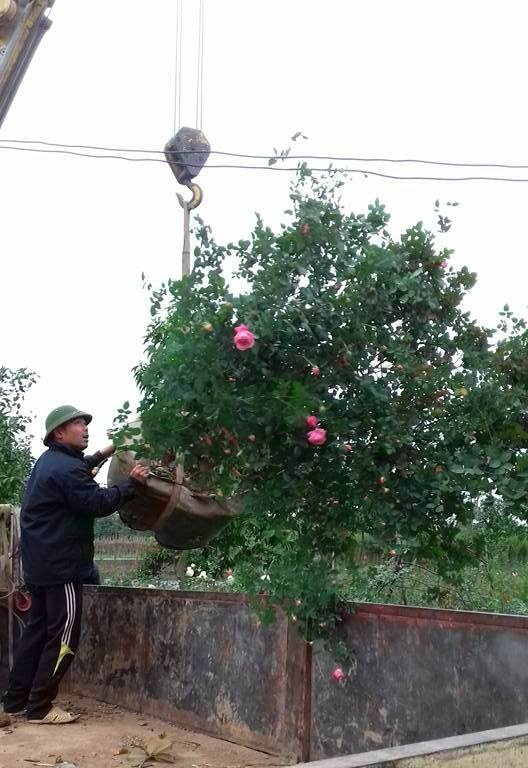 Đại gia chơi cây hoa hồng cổ cao 4 mét, 150 triệu - 5
Do cây to nên dân buôn phải dùng cẩu và xe tải mới vận chuyển được cây hồng