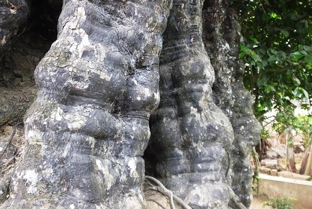 Cây thị di sản và ngôi mộ mối đùn trong thành nhà Hồ - 5 Cây thị di sản và ngôi mộ mối đùn trong thành nhà Hồ - 5