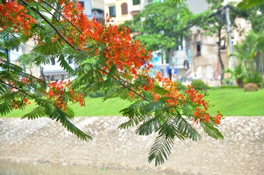 Hà Nội rực rỡ, quyến rũ những sắc hoa tháng Năm vào hạ - 5