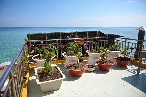 Vườn thanh niên ở Trường Sa và Nhà giàn DK1 - 5 Vườn thanh niên ở Trường Sa và Nhà giàn DK1 - 5