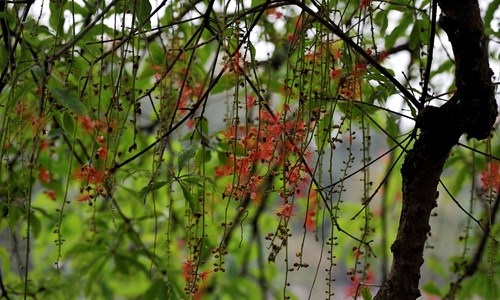 Lộc vừng Hồ Gươm rắc mưa hoa chờ gót son xuống phố - 5 Lộc vừng Hồ Gươm rắc mưa hoa chờ gót son xuống phố - 5
