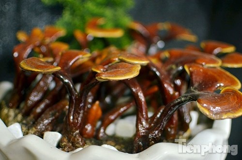 Cận cảnh nấm linh chi bonsai tiền triệu chơi Tết - 5 Cận cảnh nấm linh chi bonsai tiền triệu chơi Tết - 5