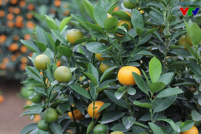 Người trồng khấp khởi vì quất cảnh rộ trúng vụ Tết - 5