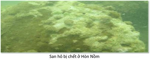 Bộ ảnh đáy biển miền Trung sau sự cố môi trường - 5 Bộ ảnh đáy biển miền Trung sau sự cố môi trường - 5