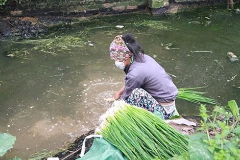 Bịt khẩu trang rửa rau ở rãnh nước… thải đầy phân - 5 Bịt khẩu trang rửa rau ở rãnh nước… thải đầy phân - 5