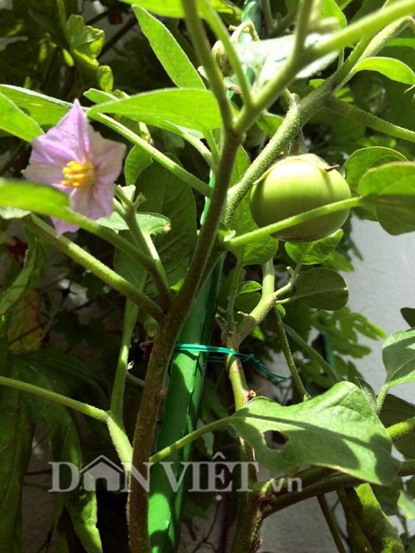 Khu vườn 5m2 "gì cũng có" của nàng dâu Việt xinh đẹp xa xứ - 34 Những loại quả dân dã như cà cũng được trồng trong khu vườn của chị