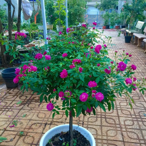 Ông bố 8X sở hữu vườn hồng rực rỡ 1000m2 - 21 Ông bố 8X sở hữu vườn hồng rực rỡ 1000m2 - 21