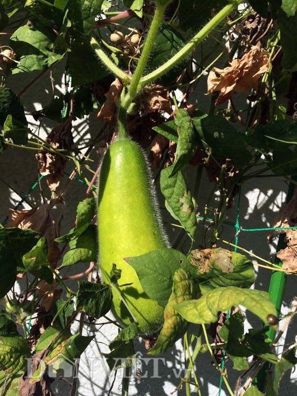 Khu vườn 5m2 "gì cũng có" của nàng dâu Việt xinh đẹp xa xứ - 38 Thời gian chủ yếu để chăm vườn chính là ngày nghỉ cuối tuần. Có được khu vườn như mơ thế này cũng là nhờ sự ủng hộ của chồng mình, anh ấy ủng hộ mình trồng rau và hoa lắm, cuối tuần hai vợ chồng mình hay cùng nhau đi mua chậu mua đất và dụng cụ về làm vườn, chị Trúc Quỳnh hào hứng nói.