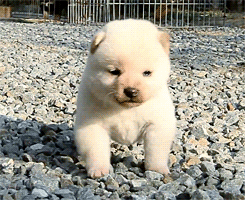 Những chú chó trông hệt gấu Teddy - 6 Những chú chó trông hệt gấu Teddy - 6