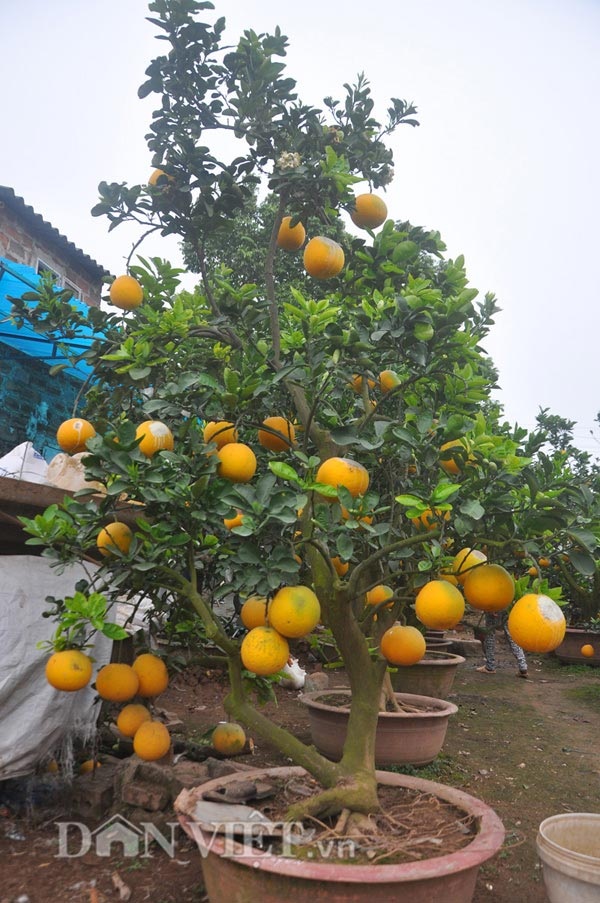 Cây bưởi cổ thụ cao hơn 5m giá “nghìn đô” ở Hưng Yên - 6
Cận cảnh một cây bưởi có giá trên 10 triệu đồng