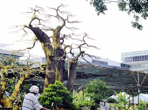 Ngắm dàn lộc vừng gần chục tỷ đồng ở Sài Gòn - 6 Ngắm dàn lộc vừng gần chục tỷ đồng ở Sài Gòn - 6