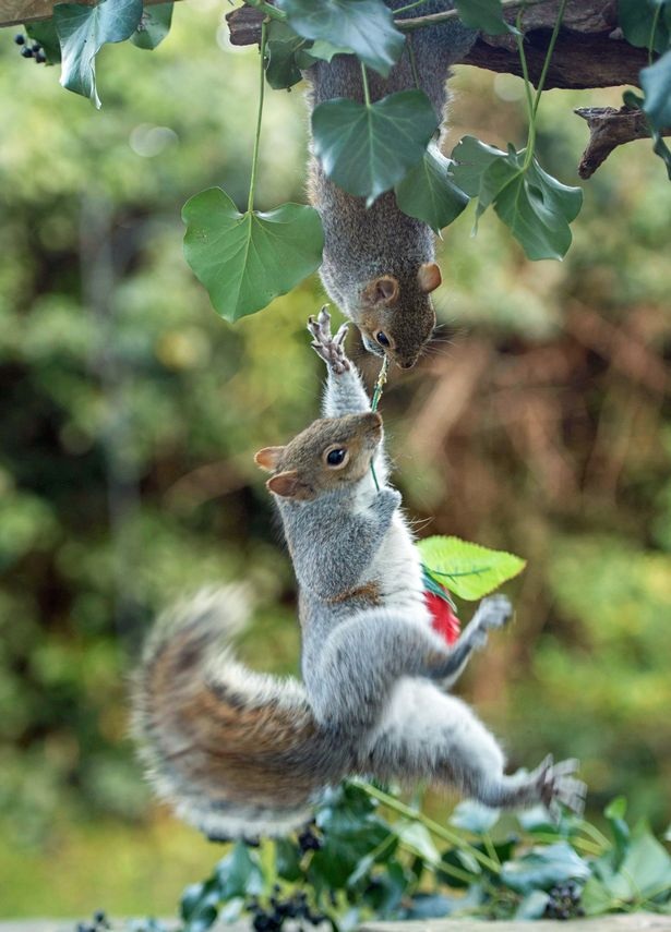 'Đôi tình nhân' lãng mạn nhất thế giới ngày Valentine - 6 Cô nàng sóc đu cao lên khỏi mặt đất