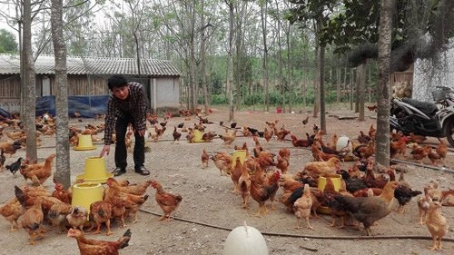 Chàng trai xứ Nghệ nuôi gà đồi cho doanh thu 4 tỷ/năm - 2
Trang trại gà của anh Hữu Đức rộng 10ha