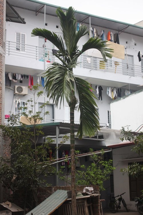 
Ở ghép là giải pháp tiết kiệm tiền của rất nhiều sinh viên ra thành phố học đại học (ảnh minh họa)
