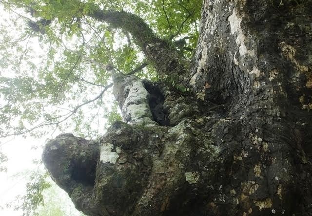 Cây thị di sản và ngôi mộ mối đùn trong thành nhà Hồ - 6 Cây thị di sản và ngôi mộ mối đùn trong thành nhà Hồ - 6