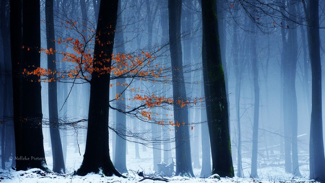 Chiêm ngưỡng vẻ đẹp kỳ ảo của những cánh rừng Hà Lan - 6 Chiêm ngưỡng vẻ đẹp kỳ ảo của những cánh rừng Hà Lan - 6