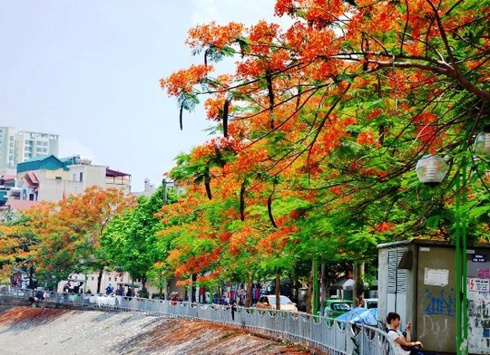 Hà Nội rực rỡ, quyến rũ những sắc hoa tháng Năm vào hạ - 6