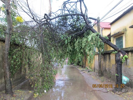 
Cây đổ đè vào đường dây điện.
