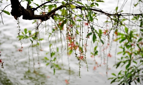 Lộc vừng Hồ Gươm rắc mưa hoa chờ gót son xuống phố - 6 Lộc vừng Hồ Gươm rắc mưa hoa chờ gót son xuống phố - 6