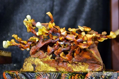 Cận cảnh nấm linh chi bonsai tiền triệu chơi Tết - 6 Cận cảnh nấm linh chi bonsai tiền triệu chơi Tết - 6