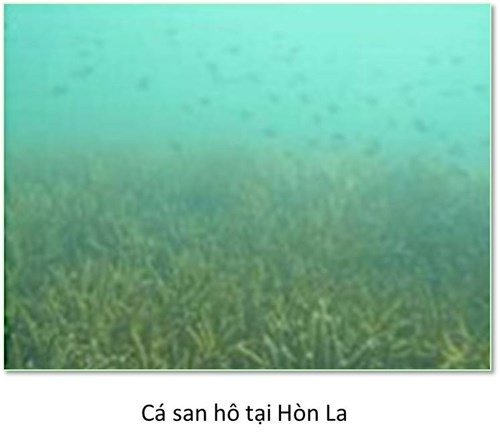 Bộ ảnh đáy biển miền Trung sau sự cố môi trường - 6 Bộ ảnh đáy biển miền Trung sau sự cố môi trường - 6
