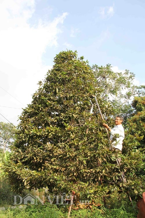 Cả làng mai vàng cổ thụ chơi Tết giá bạc tỷ ngóng... đại gia - 7
Ông Tiêu Hồng Minh cho biết, ông có 2 cây mai có chiều cao trên 5,5m, tán rộng đều, thân hình cân đối