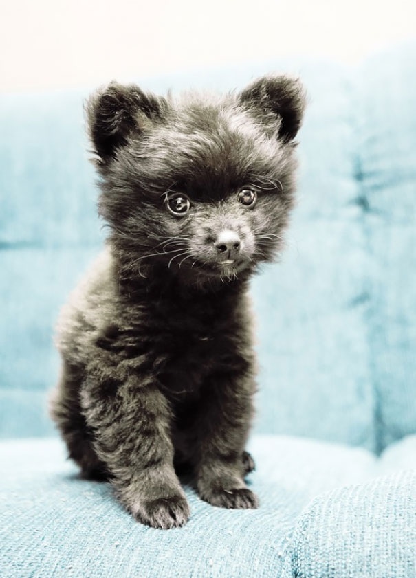 Những chú chó trông hệt gấu Teddy - 7 Những chú chó trông hệt gấu Teddy - 7