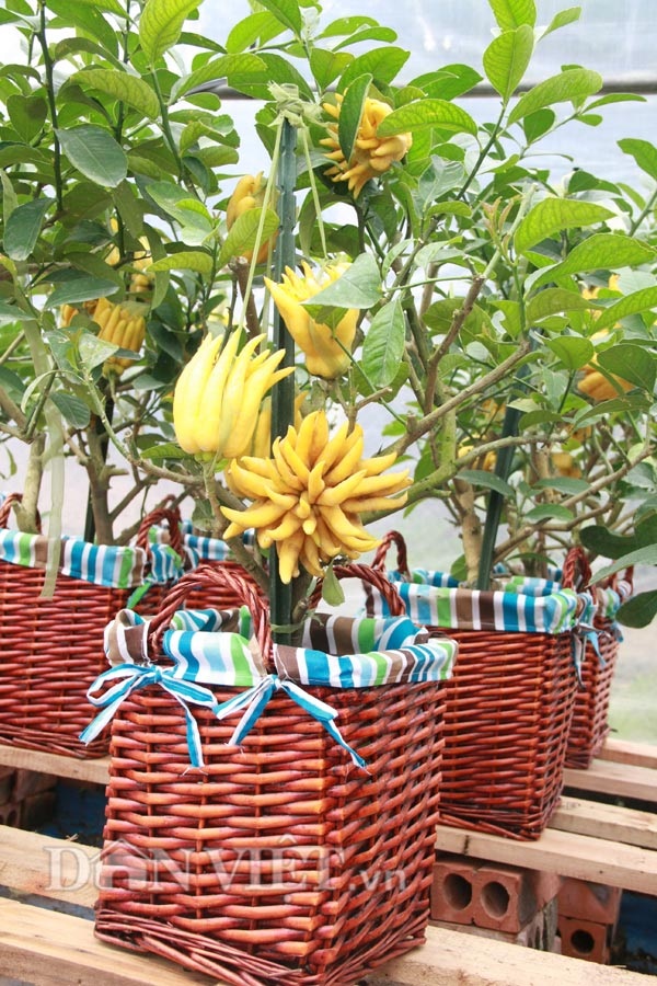 Vào vườn phật thủ bonsai nghìn cây giá bạc triệu vẫn hút khách - 7 Vào vườn phật thủ bonsai nghìn cây giá bạc triệu vẫn hút khách - 7
