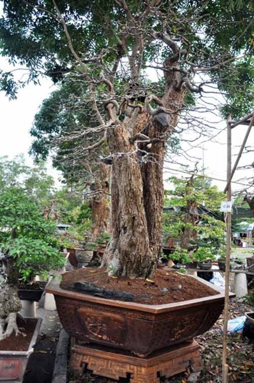 Ngắm dàn lộc vừng gần chục tỷ đồng ở Sài Gòn - 7
Theo nghệ nhân Phương, cặp lộc vừng này đã được ông mua về chăm sóc đến nay đã hơn chục năm.