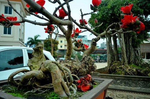 Ngắm cây hoa gạo mini bung nở tuyệt đẹp ở Hà Nội - 5
Cây hoa gạo được cho là có tuổi đời hàng chục năm, được tạo thế theo dáng thác đổ.